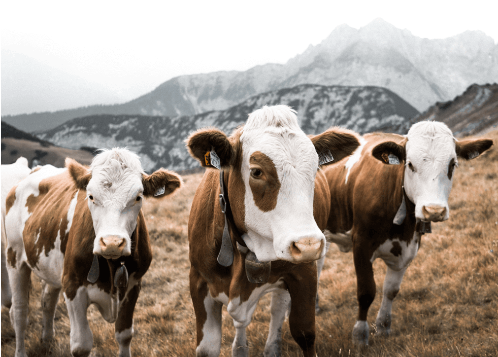 Three cows with mountains in the background