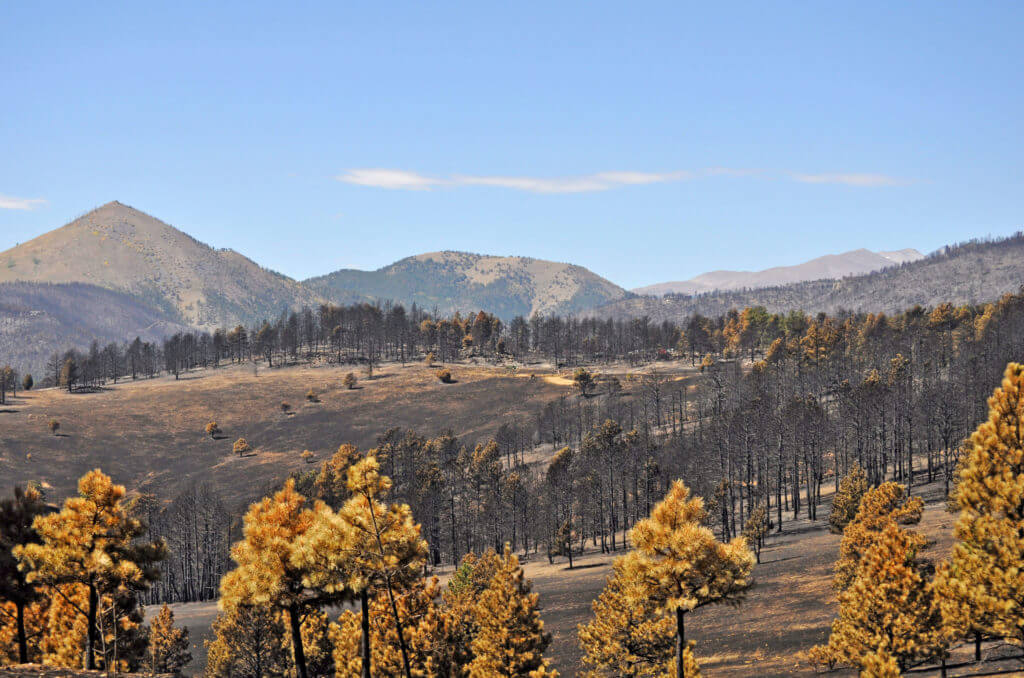 Wildfire scar with Aspens