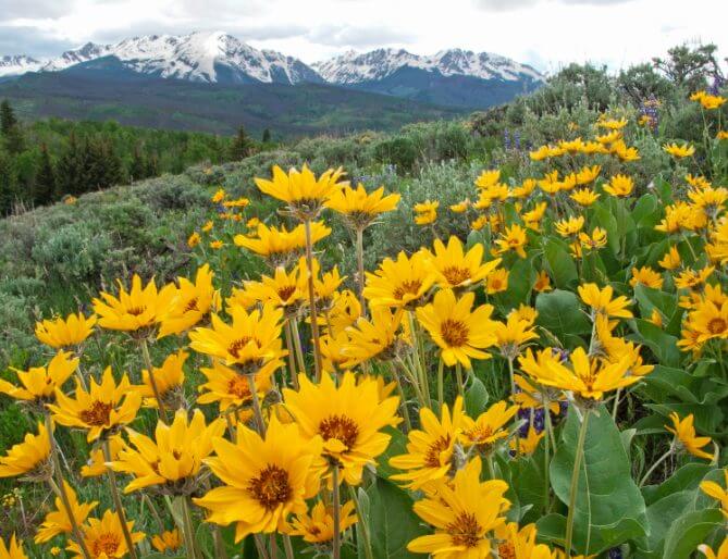 Wildflowers with a mountain in the background