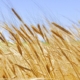 Agriculture, wheat with blue sky background