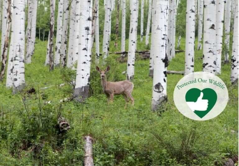 A single deer in an aspen grove: protected our wildlife