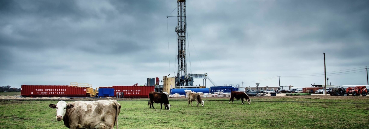 Cows in front of oil and gas development