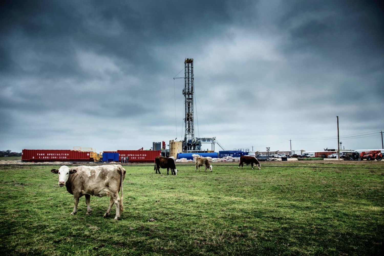 Oil and gas development behind cows grazing