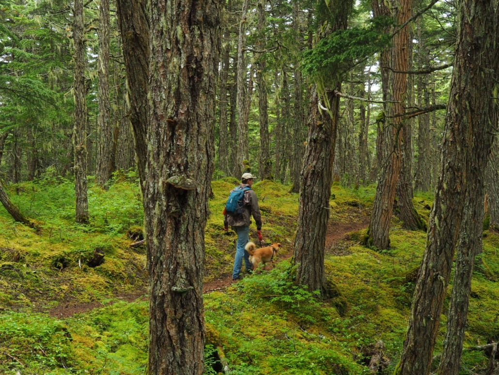 Ian Roche hikes through a verdant forest