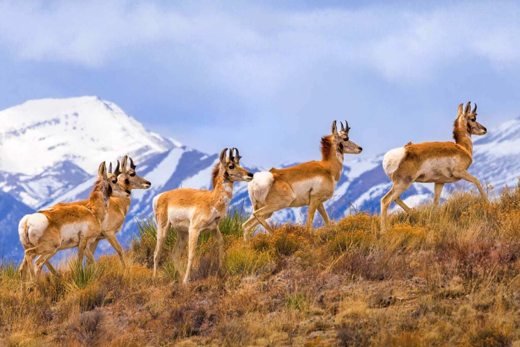 Photo of elklets in Colorado