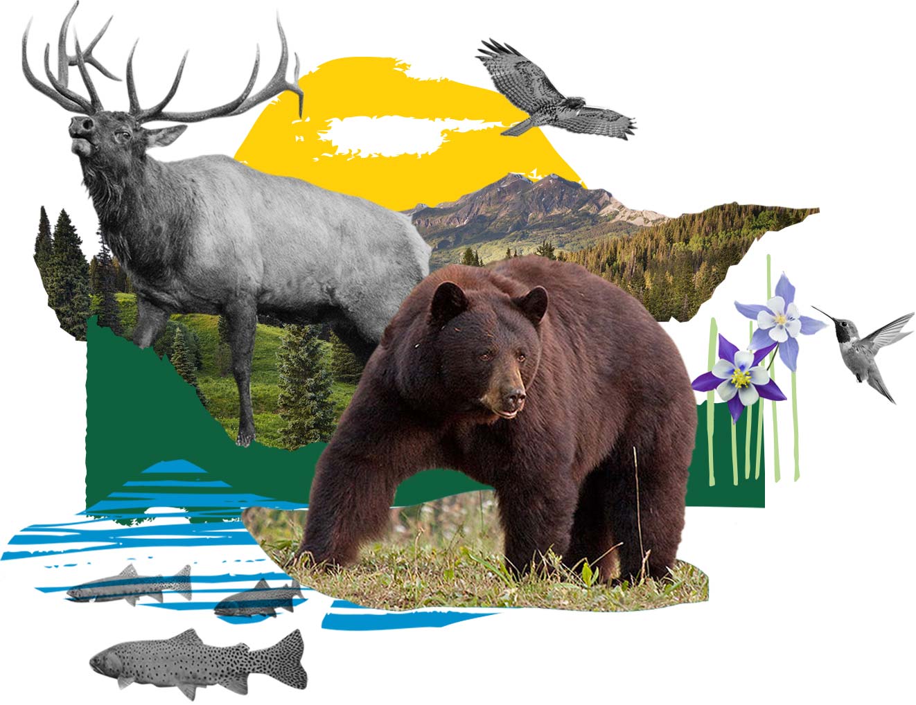 Protect Wildlife